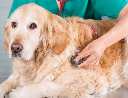 Addressing Pet Owners’ Concerns: Librela and FDA Findings on Adverse Side Effects