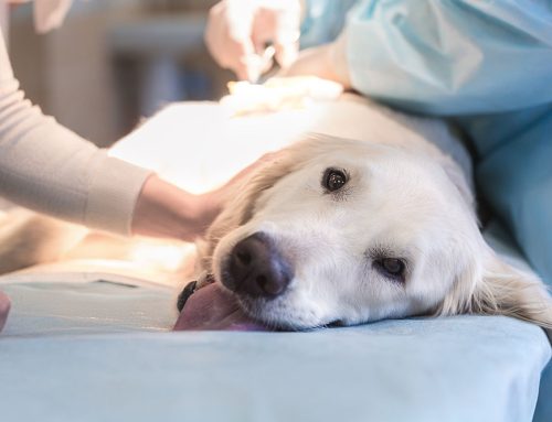 The Leptospirosis Vaccine – What You Need to Know